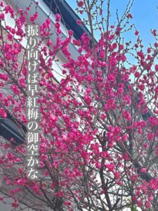 振り向けば早紅梅の御空かな