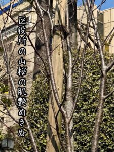 区役所の山桜の肌艶めきぬ