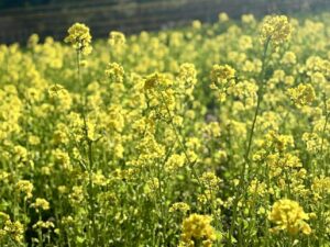 彼方までそのまた彼方まで花菜