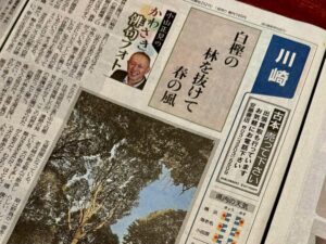 白樫の　林を抜けて　春の風