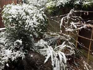 東京に雪が降る降る春の雪