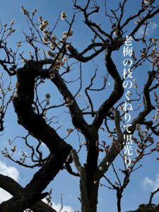 老梅の枝のくねりて黒光り