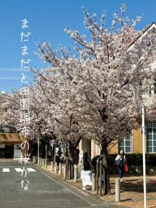 桜