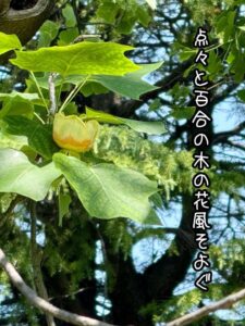 点々と百合の木の花風そよぐ