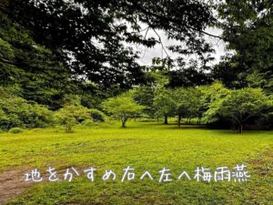 地をかすめ右へ左へ梅雨燕