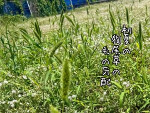 初夏の狗尾草の毛の気配