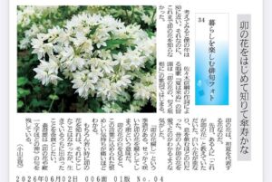 卯の花をはじめて知りて傘寿かな