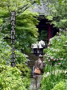 紫陽花を門柱として山の寺