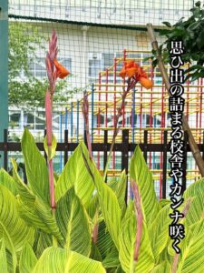 思ひ出の詰まる校舎やカンナ咲く