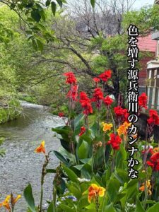 色を増す源兵衛川のカンナかな