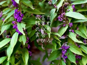 たわわてふ言葉似合ひし式部の実